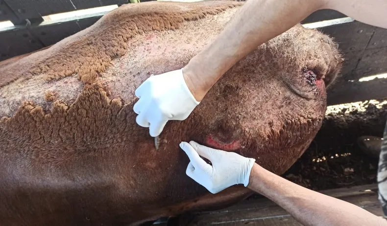 Alertan por el impacto de la sarna bovina: USD 3.700 millones en exportaciones bajo presión sanitaria