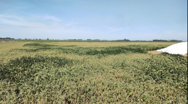 Toma impulso la cosecha de maíz mientras las lluvias mejoran la condición de la soja