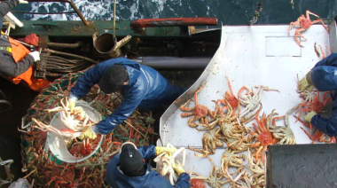 INIDEP llevó a cabo la primera campaña reproductiva de centolla en el área sur