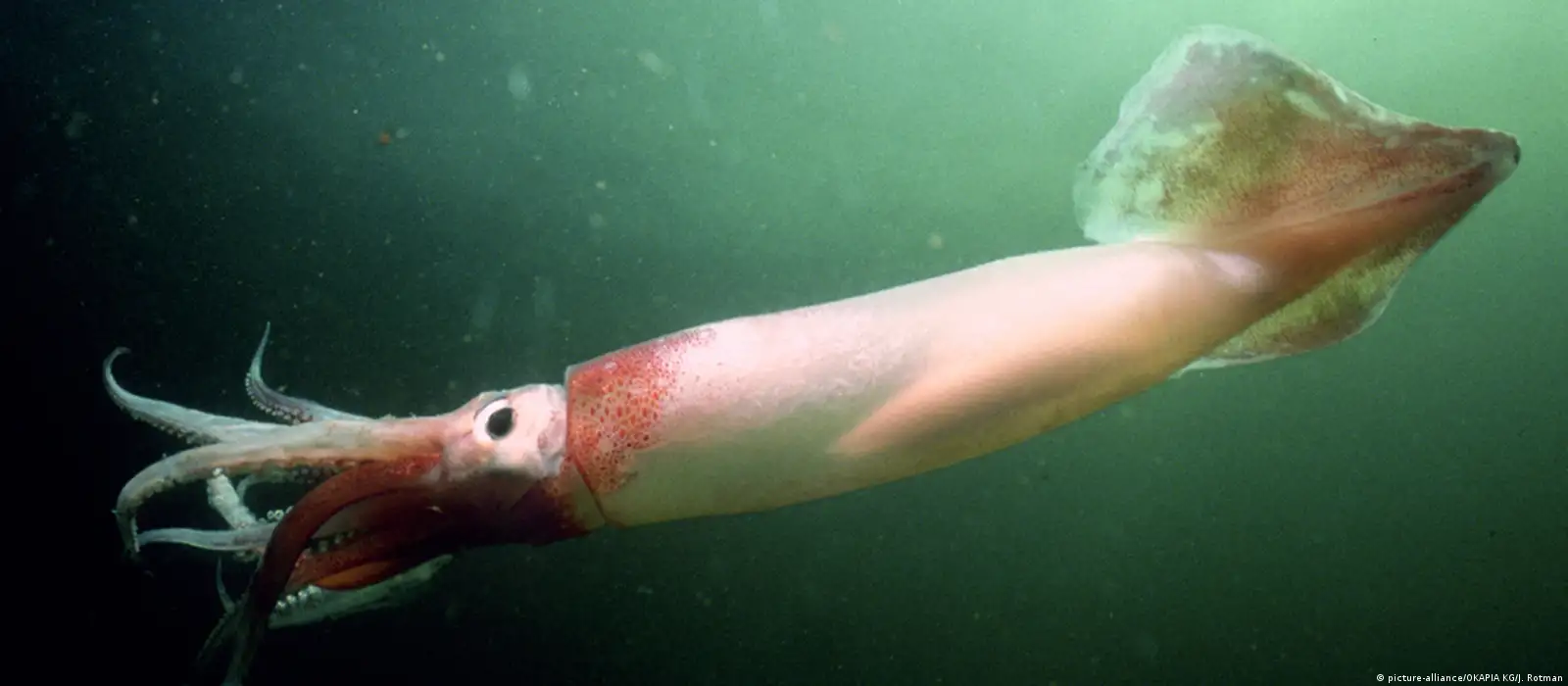 Otorgan el sello “Alimentos Argentinos” a Pesquera Latina para su calamar Illex congelado