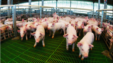 Créditos por casi $14.000 millones para el sector porcino buscan impulsar producción y competitividad