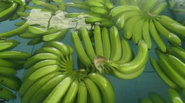 Las exportaciones de banano de Ecuador crecieron 9,66% en enero