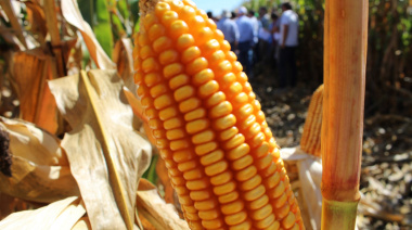 La cosecha de maíz arranca con fuertes disparidades de rindes en la región núcleo