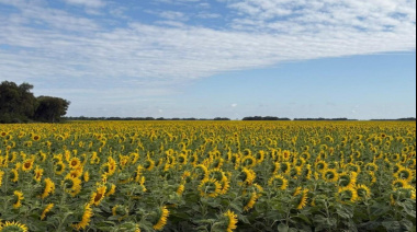 Lluvias recientes sostienen la soja y el maíz mientras avanza la cosecha de girasol