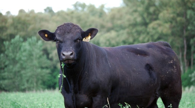 El Gobierno argentino lanzó créditos en valor producto para impulsar la recría y el engorde bovino