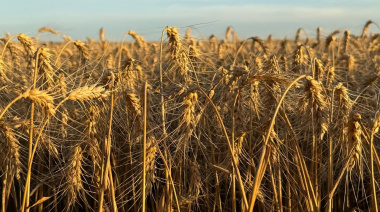 Presentaron el informe institucional de calidad del trigo de la campaña 2025/2026