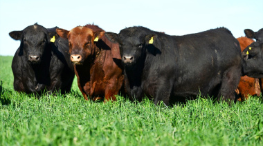 Precios, eficiencia y calidad: las claves del nuevo escenario para la ganadería argentina