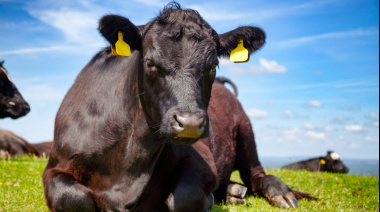 La carne vacuna lidera las subas en los precios internacionales de alimentos