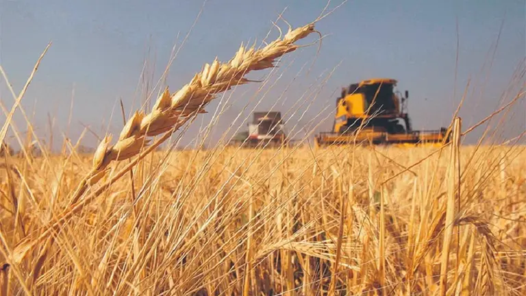 El aumento de costos pone en riesgo la siembra de trigo 2026/27