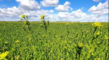 Oleaginosas invernales ganan espacio en la rotación agrícola y se proyectan como insumo clave para la transición energética