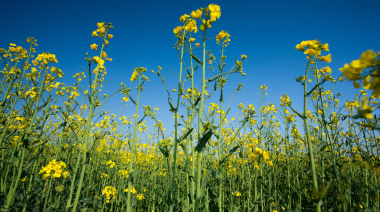 Lanzamiento de las herramientas de Crucíferas del PACN