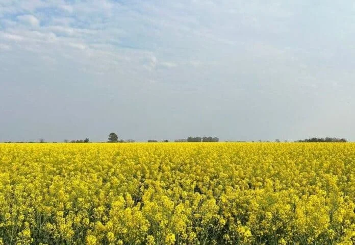 Bunge impulsa la colza con contratos integrales y esquemas de cobertura para la campaña 2026/27