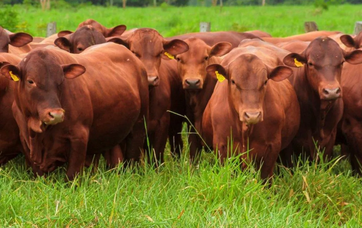 Los márgenes ganaderos alcanzan niveles récord impulsados por la suba del precio de la hacienda