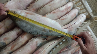 Santa Fe reforzó controles para Semana Santa y sancionó a dos frigoríficos pesqueros