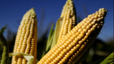 Las DJVE de maíz alcanzaron un récord histórico en marzo