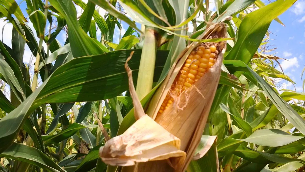 Aumenta la presencia de chicharrita del maíz en distintas regiones productivas