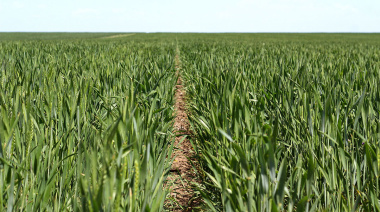 Fondos retoman posiciones alcistas en trigo tras cuatro años impulsados por clima y tensión geopolítica
