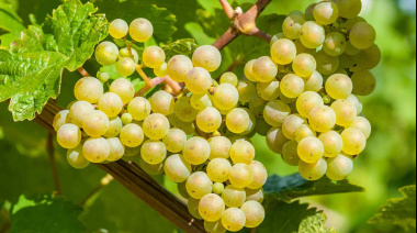 Argentina asigna 40.258 toneladas de mosto para exportar a Estados Unidos