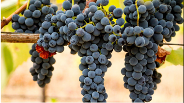 Las exportaciones de vino argentino crecen 22,8% en marzo y consolida la recuperación