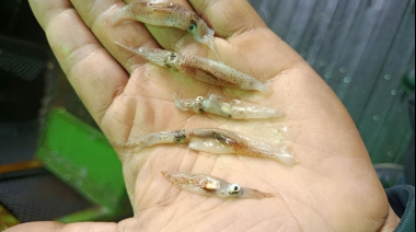 La flota potera regresa al sur tras capturas irregulares y escasas al norte del paralelo 44°S