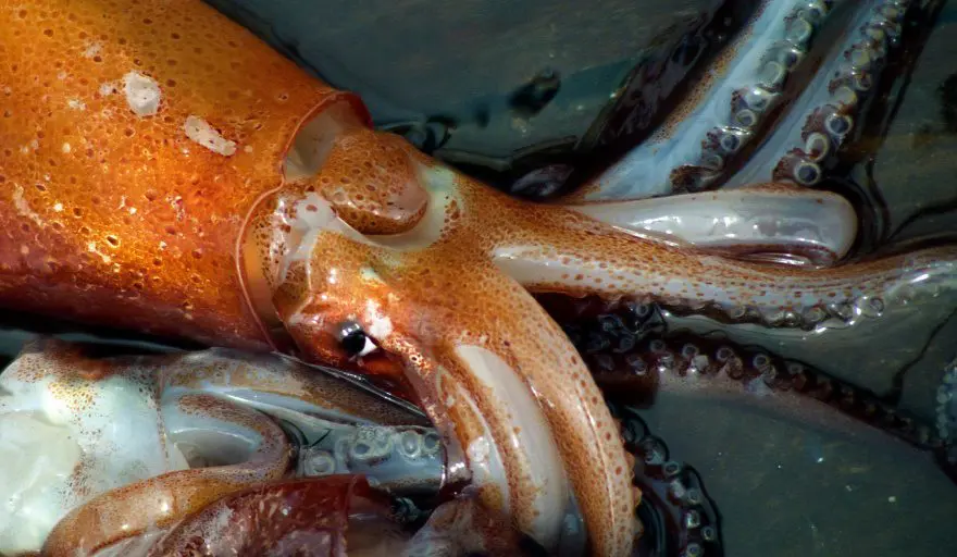 La Comisión Técnica Mixta del Frente Marítimo habilitó la pesca de calamar en la Zona Común de Pesca