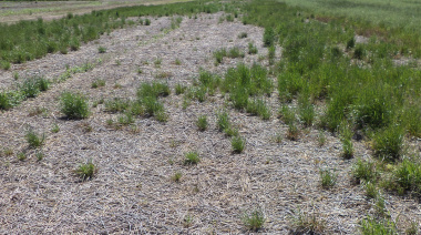 INTA Pergamino y Chacra Barrow identificaron un nuevo biotipo de raigrás con resistencia múltiple a glifosato y a las tres familias de graminicidas