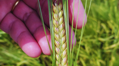 El INTA presentó Beatriz INTA, una nueva cebada cervecera con el mejor comportamiento a frío del mercado y alto potencial de rendimiento