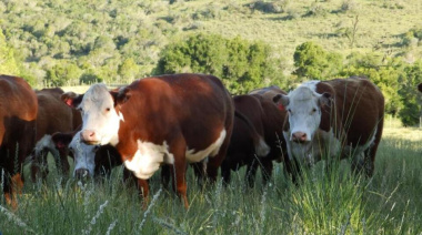 El complejo de carnes y cueros bovinos exportó un récord de US$ 4.727 millones en 2025 y arrancó 2026 con otro máximo histórico