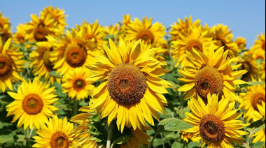 El VIII Congreso Argentino de Girasol abre sus puertas este miércoles en Mar del Plata con una agenda cargada de ciencia, mercados e innovación