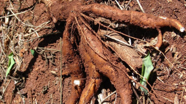 CONINAGRO: cuatro actividades en verde, seis en amarillo y nueve en rojo en febrero de 2026