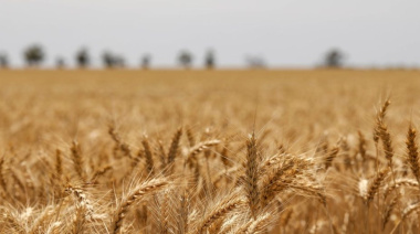 Trigo 2026/27: El laberinto de márgenes que deja el conflicto en Medio Oriente