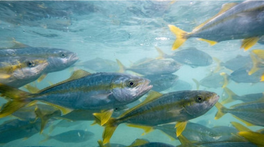 El INIDEP logró producción masiva de juveniles de pez limón en un hito para la acuicultura marina argentina
