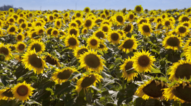 Diez complejos agroindustriales alcanzaron volúmenes récord de exportación en el primer bimestre de 2026