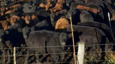 El USDA proyecta una caída del 1% en la producción mundial de carne vacuna y Argentina aparece bien posicionada en el nuevo mapa comercial