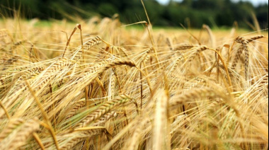 Los márgenes proyectados de la cebada 2026/27 son negativos y el cultivo podría quedar reducido a un rol de servicio