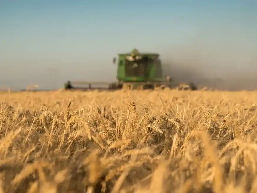 La Bolsa de Cereales proyecta 6,5 millones de hectáreas de trigo para 2026/27 entre buena humedad y costos de fertilizantes récord