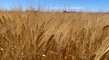 La Bolsa de Cereales de Bahía Blanca reportó primeros rindes de soja de hasta 45 quintales pero las lluvias frenan el avance de cosecha en la región