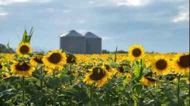 El girasol alcanzó su mayor superficie en dos décadas pero una brecha del 34% muestra el potencial productivo que aún no se aprovecha