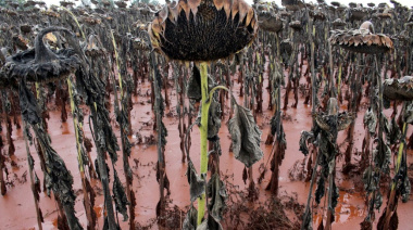 La molienda de girasol de marzo 2026 marcó el récord de los últimos 17 años