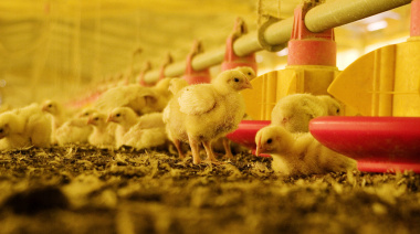 Argentina restituye su estatus de país libre de influenza aviar altamente patógena