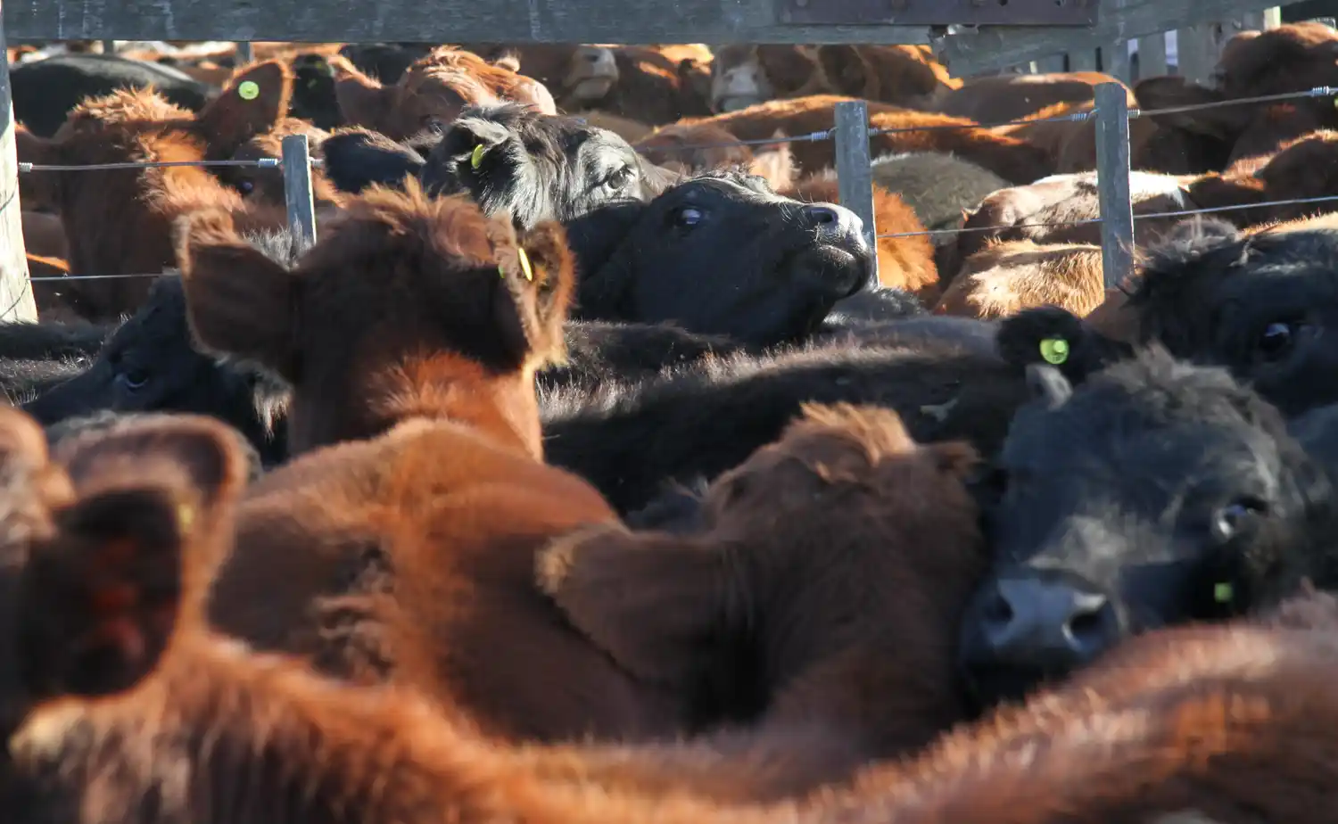 El mercado ganadero busca un nuevo equilibrio: los novillos retrocedieron un 9% desde los máximos de febrero y la reposición muestra mayor cautela