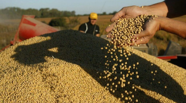 Ventas de soja por debajo de la media pero exportaciones en alza: las dos caras del inicio de la campaña comercial 2025/26