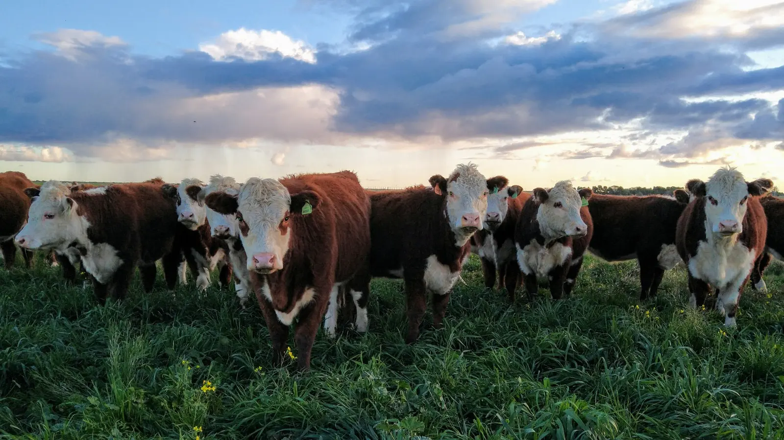 La faena vacuna de Río Negro creció un 7% en el primer trimestre de 2026 y superó las 38.900 cabezas