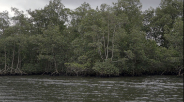 El Puerto de Santos licitó la ejecución de sus programas ambientales exigidos por el Ibama