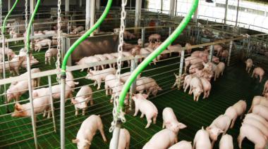 La producción porcina argentina creció 15,7% en el primer trimestre con récords de faena y genética de exportación