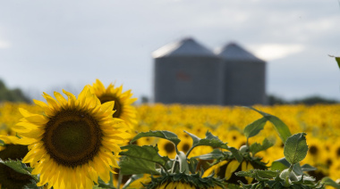 La cosecha de girasol argentino alcanzó su nivel más alto en 27 años y desafía la logística portuaria