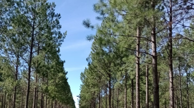 La industria forestal cerró 2025 con un crecimiento del 18% y exporta a más de 70 mercados