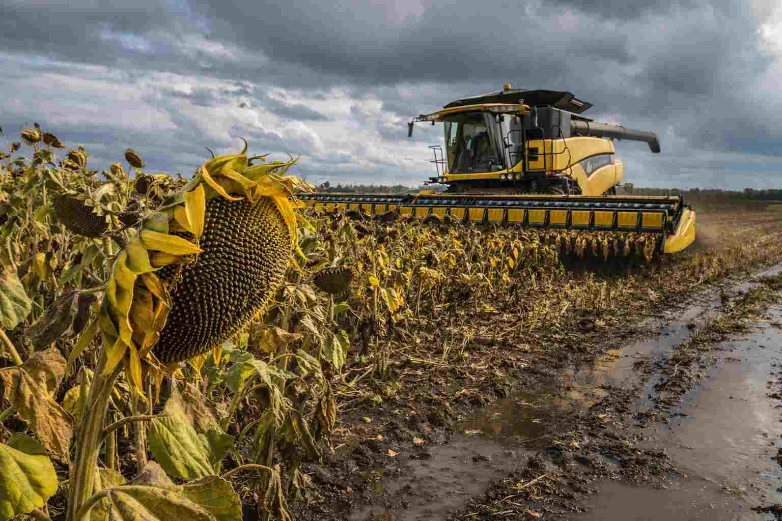 El girasol cerró su campaña con récords de área, rinde y producción mientras avanza la cosecha de soja y maíz