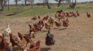Investigación sobre seguridad alimentaria de la Universidad Nacional de Luján es premiada por la Asociación Latinoamericana de Avicultura (ALA)
