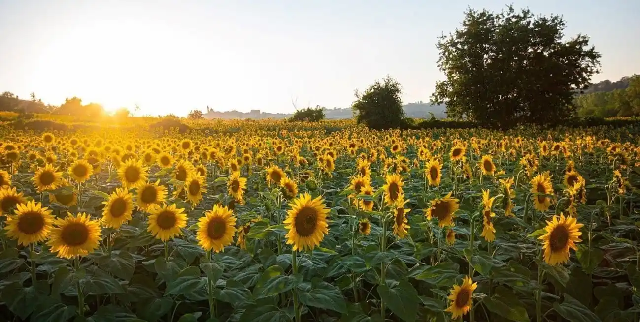 El sector oleaginoso-cerealero liquidó USD 2.495 millones en abril y la molienda de girasol marcó un nuevo récord histórico
